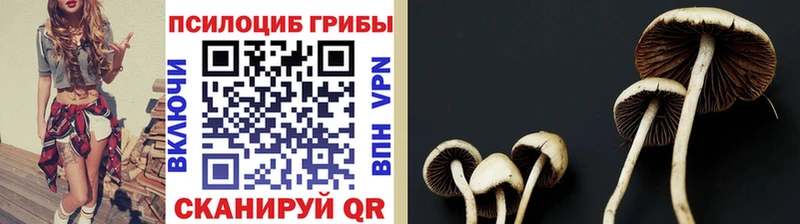 Псилоцибиновые грибы GOLDEN TEACHER  где купить наркоту  Дюртюли 